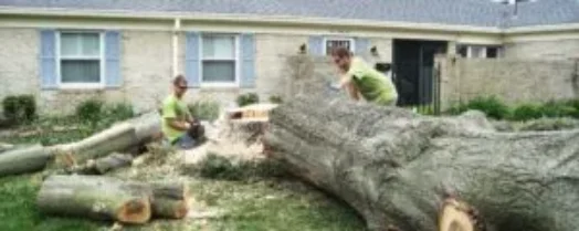 Experts_tree_removal-300x120 Expert tree removal