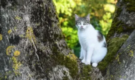 a-pet-cat-on-a-tree-300x180 Pet on a tree